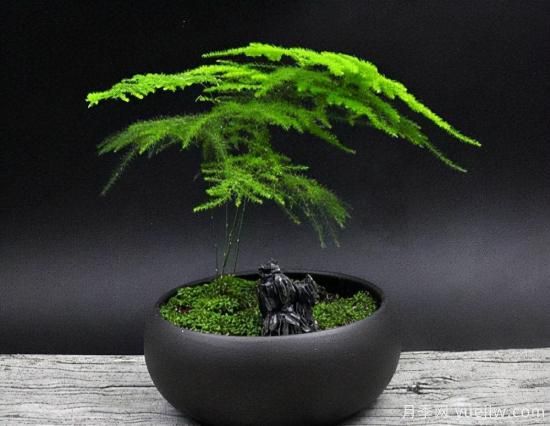 100種常見(jiàn)花卉的栽培大全，送給愛(ài)養花的你(圖49)