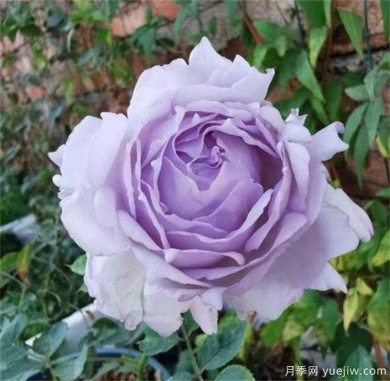 紫色月季花有哪些品種？分享30款紫色月季(圖29)