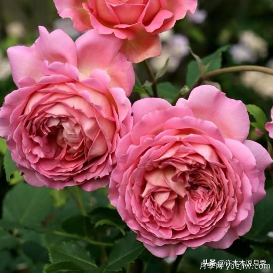 35個(gè)奧斯汀官方推薦的月季品種，抗病強長(cháng)勢好開(kāi)花多花友必選(圖9)