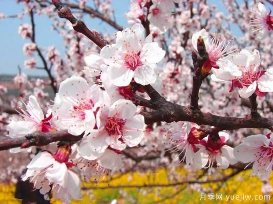 以花命名的農歷，中國人對月份的雅稱(chēng)及別稱(chēng)(圖2)