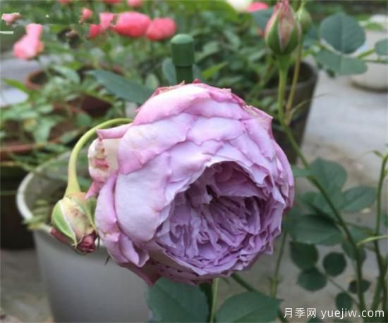 紫色月季花有哪些品種？分享30款紫色月季(圖30)