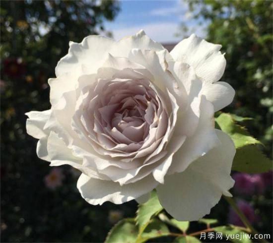 紫色月季花有哪些品種？分享30款紫色月季(圖31)