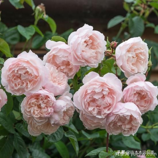 35個(gè)奧斯汀官方推薦的月季品種，抗病強長(cháng)勢好開(kāi)花多花友必選(圖11)