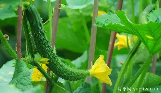 100種常見(jiàn)花卉的栽培大全，送給愛(ài)養花的你(圖53)