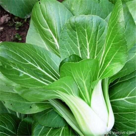 100種常見(jiàn)花卉的栽培大全，送給愛(ài)養花的你(圖54)