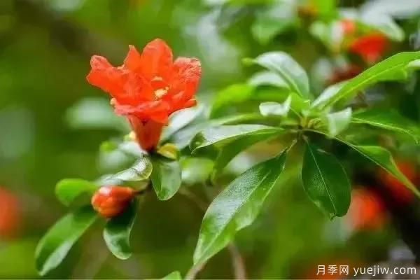 以花命名的農歷，中國人對月份的雅稱(chēng)及別稱(chēng)(圖5)