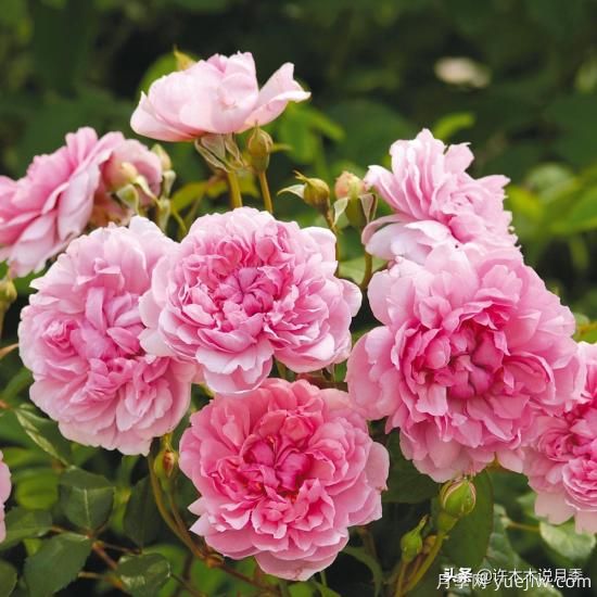 35個(gè)奧斯汀官方推薦的月季品種，抗病強長(cháng)勢好開(kāi)花多花友必選(圖12)