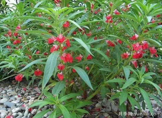 以花命名的農歷，中國人對月份的雅稱(chēng)及別稱(chēng)(圖7)