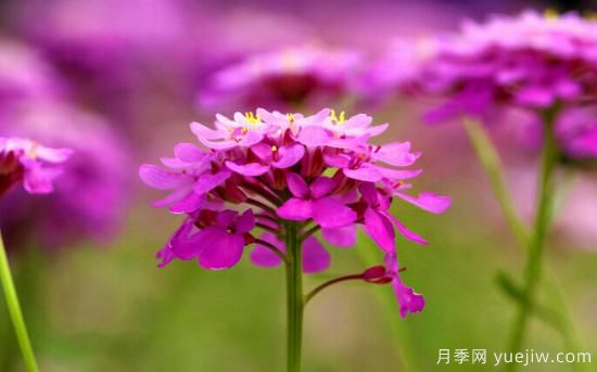 100種常見(jiàn)花卉的栽培大全，送給愛(ài)養花的你(圖57)