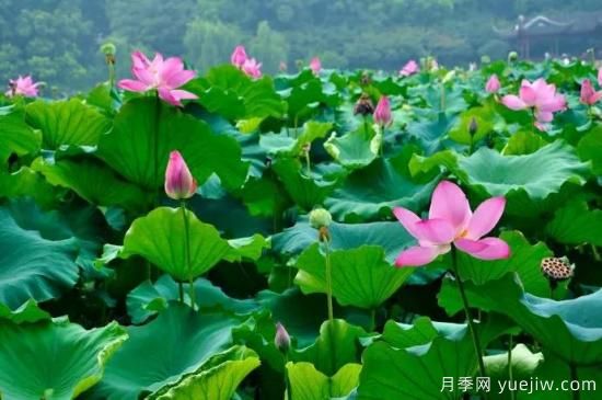 以花命名的農歷，中國人對月份的雅稱(chēng)及別稱(chēng)(圖6)