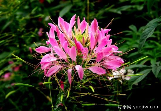 100種常見(jiàn)花卉的栽培大全，送給愛(ài)養花的你(圖56)