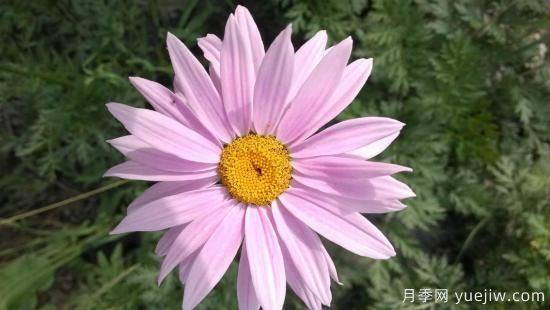 100種常見(jiàn)花卉的栽培大全，送給愛(ài)養花的你(圖59)