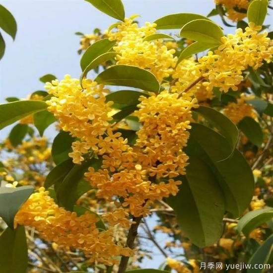 以花命名的農歷，中國人對月份的雅稱(chēng)及別稱(chēng)(圖8)