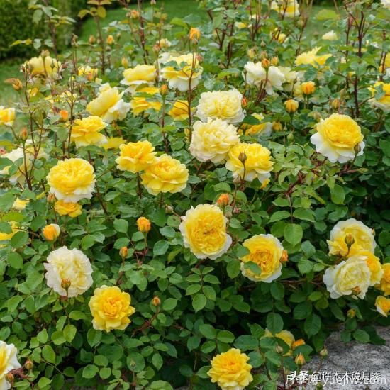35個(gè)奧斯汀官方推薦的月季品種，抗病強長(cháng)勢好開(kāi)花多花友必選(圖15)