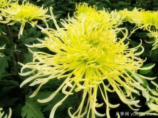 以花命名的農歷，中國人對月份的雅稱(chēng)及別稱(chēng)(圖9)
