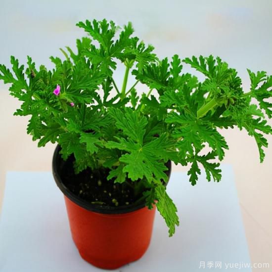 100種常見(jiàn)花卉的栽培大全，送給愛(ài)養花的你(圖63)
