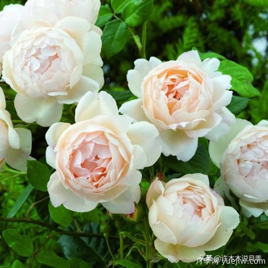 35個(gè)奧斯汀官方推薦的月季品種，抗病強長(cháng)勢好開(kāi)花多花友必選(圖17)