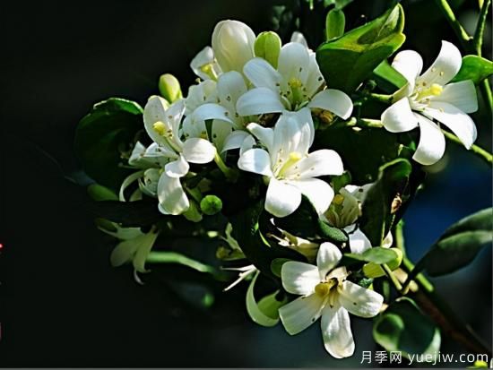 100種常見(jiàn)花卉的栽培大全，送給愛(ài)養花的你(圖62)
