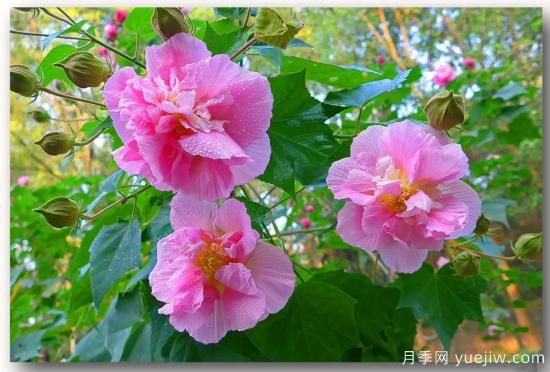 以花命名的農歷，中國人對月份的雅稱(chēng)及別稱(chēng)(圖10)