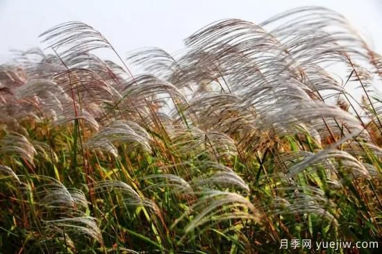 以花命名的農歷，中國人對月份的雅稱(chēng)及別稱(chēng)(圖11)