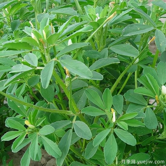 100種常見(jiàn)花卉的栽培大全，送給愛(ài)養花的你(圖64)