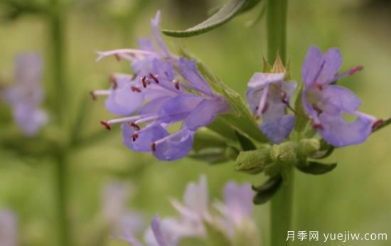 100種常見(jiàn)花卉的栽培大全，送給愛(ài)養花的你(圖65)