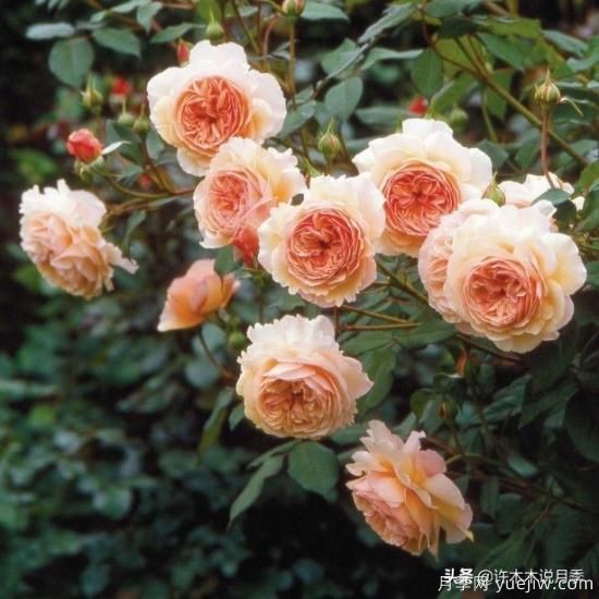 35個(gè)奧斯汀官方推薦的月季品種，抗病強長(cháng)勢好開(kāi)花多花友必選(圖19)