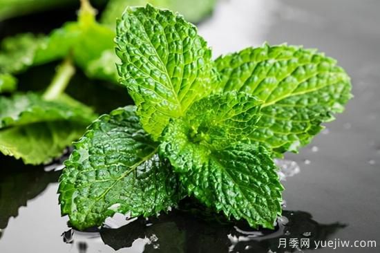 100種常見(jiàn)花卉的栽培大全，送給愛(ài)養花的你(圖66)