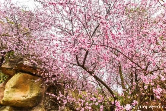 以花命名的農歷，中國人對月份的雅稱(chēng)及別稱(chēng)(圖13)