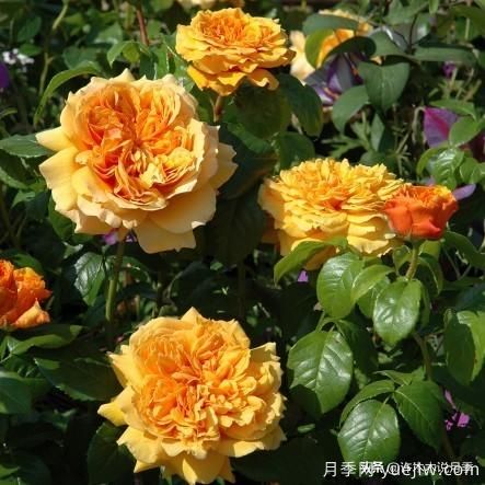 35個(gè)奧斯汀官方推薦的月季品種，抗病強長(cháng)勢好開(kāi)花多花友必選(圖21)