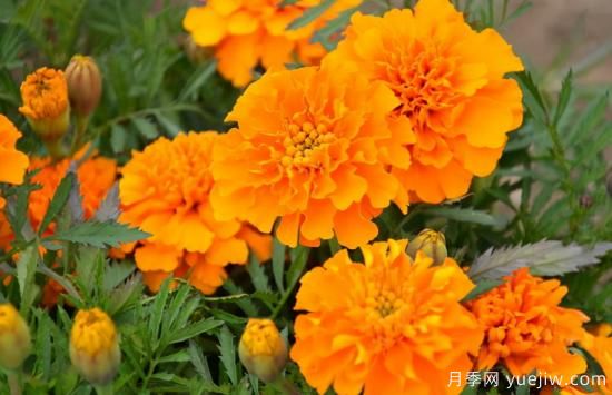 100種常見(jiàn)花卉的栽培大全，送給愛(ài)養花的你(圖67)