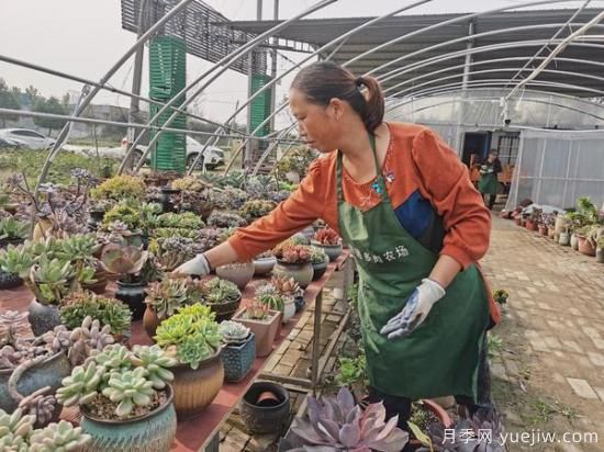 南陽(yáng)宛城：網(wǎng)絡(luò )直播電商銷(xiāo)售多肉成群眾致富新秘訣(圖2)