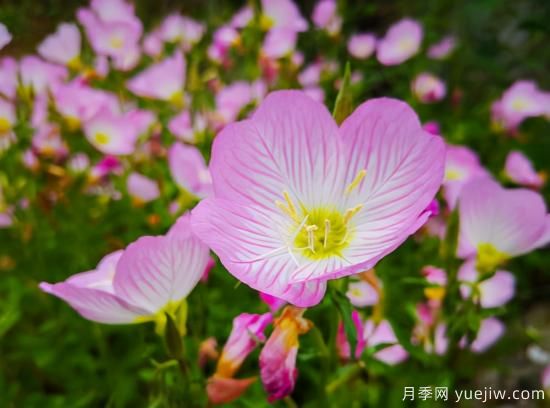 100種常見(jiàn)花卉的栽培大全，送給愛(ài)養花的你(圖68)