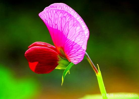 100種常見(jiàn)花卉的栽培大全，送給愛(ài)養花的你(圖69)