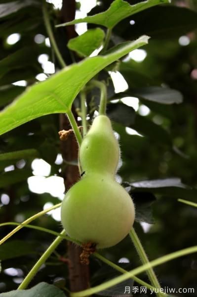 100種常見(jiàn)花卉的栽培大全，送給愛(ài)養花的你(圖70)