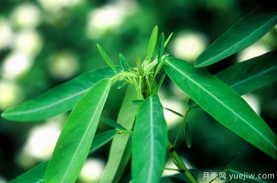 100種常見(jiàn)花卉的栽培大全，送給愛(ài)養花的你(圖71)
