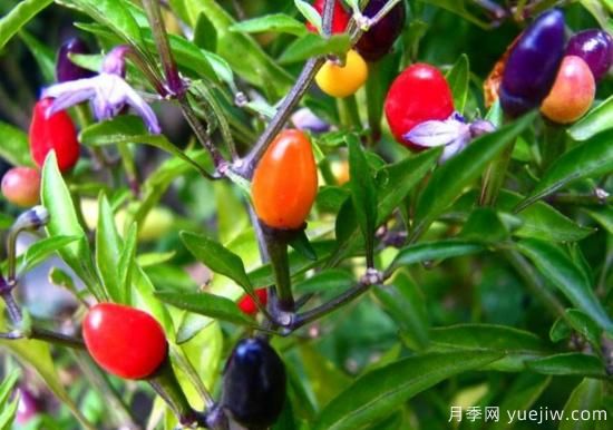 100種常見(jiàn)花卉的栽培大全，送給愛(ài)養花的你(圖72)