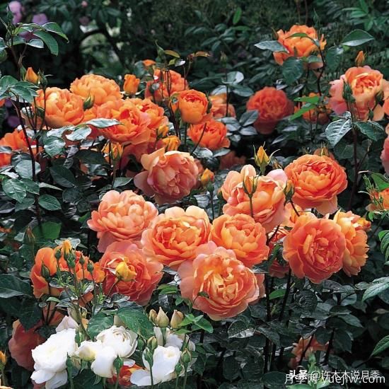 35個(gè)奧斯汀官方推薦的月季品種，抗病強長(cháng)勢好開(kāi)花多花友必選(圖23)
