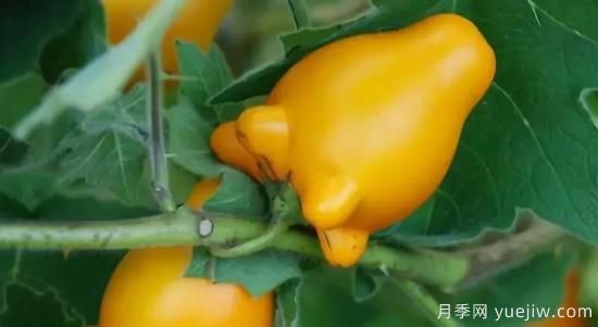 100種常見(jiàn)花卉的栽培大全，送給愛(ài)養花的你(圖75)