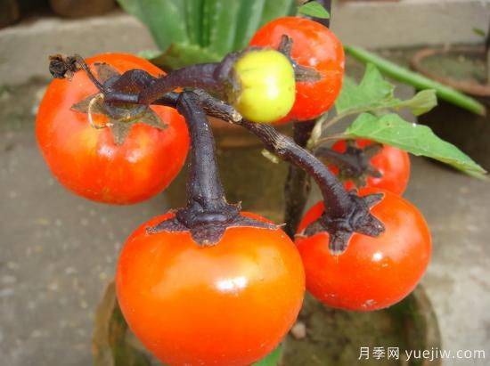 100種常見(jiàn)花卉的栽培大全，送給愛(ài)養花的你(圖73)