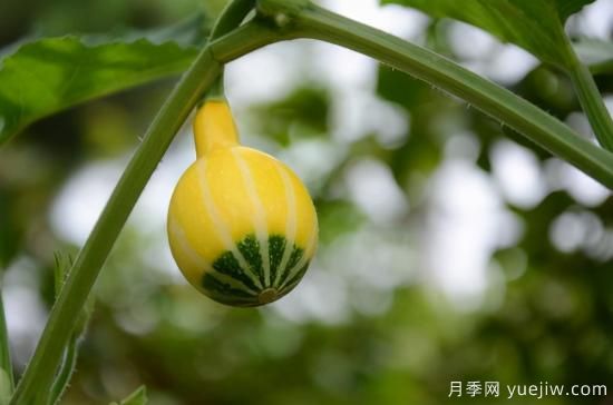 100種常見(jiàn)花卉的栽培大全，送給愛(ài)養花的你(圖76)