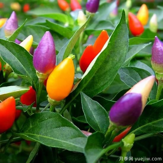 100種常見(jiàn)花卉的栽培大全，送給愛(ài)養花的你(圖77)