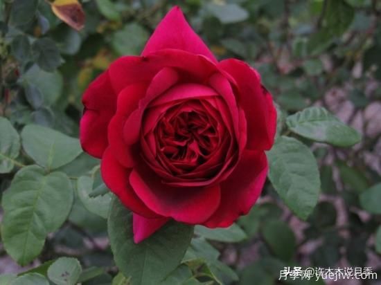 35個(gè)奧斯汀官方推薦的月季品種，抗病強長(cháng)勢好開(kāi)花多花友必選(圖25)