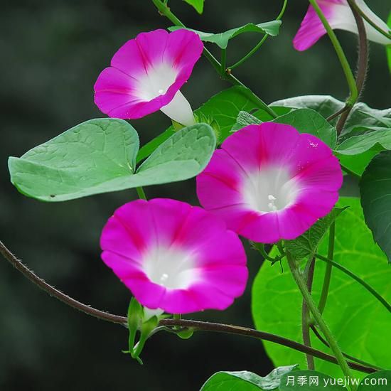 100種常見(jiàn)花卉的栽培大全，送給愛(ài)養花的你(圖78)