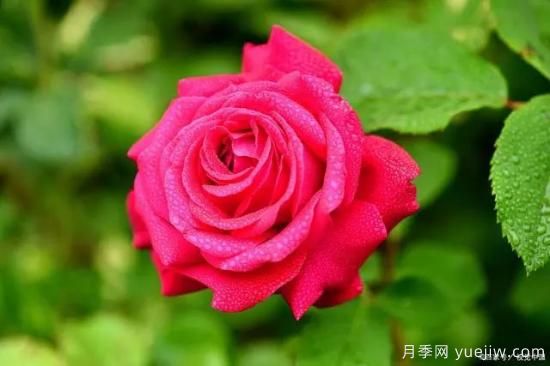 月季復壯很簡(jiǎn)單，做好3件事新枝粗壯開(kāi)花多(圖1)