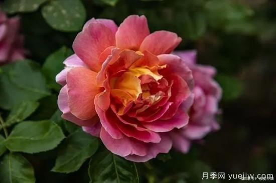 月季復壯很簡(jiǎn)單，做好3件事新枝粗壯開(kāi)花多(圖2)