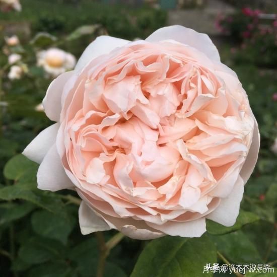 35個(gè)奧斯汀官方推薦的月季品種，抗病強長(cháng)勢好開(kāi)花多花友必選(圖27)