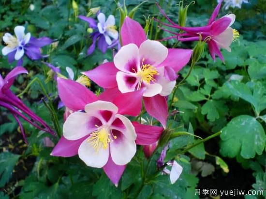 100種常見(jiàn)花卉的栽培大全，送給愛(ài)養花的你(圖81)