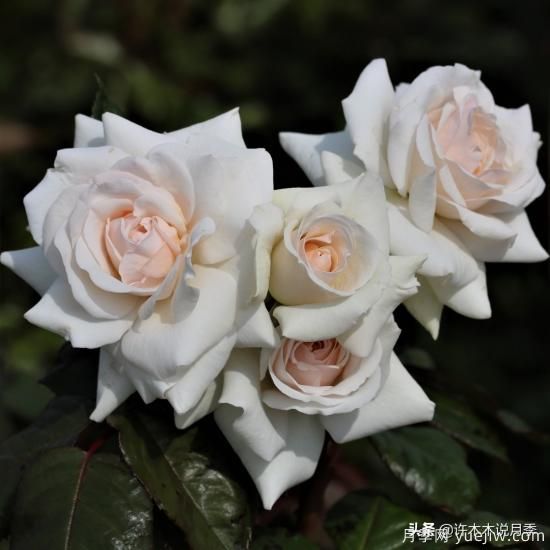 35個(gè)奧斯汀官方推薦的月季品種，抗病強長(cháng)勢好開(kāi)花多花友必選(圖26)