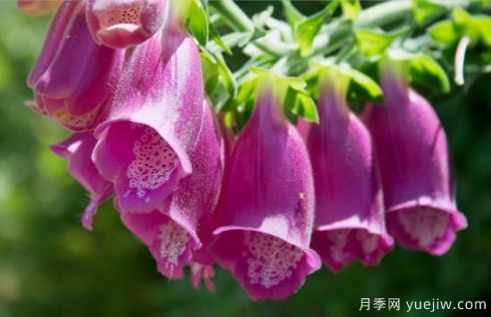 100種常見(jiàn)花卉的栽培大全，送給愛(ài)養花的你(圖80)